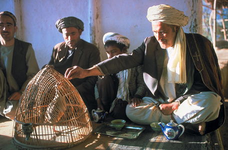 birdcage-feeder.jpg
